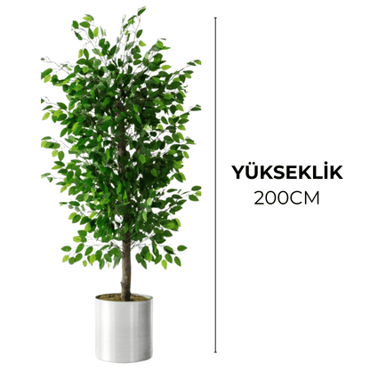 Yapay Benjamin Ağacı 200CM - MuunsDeco