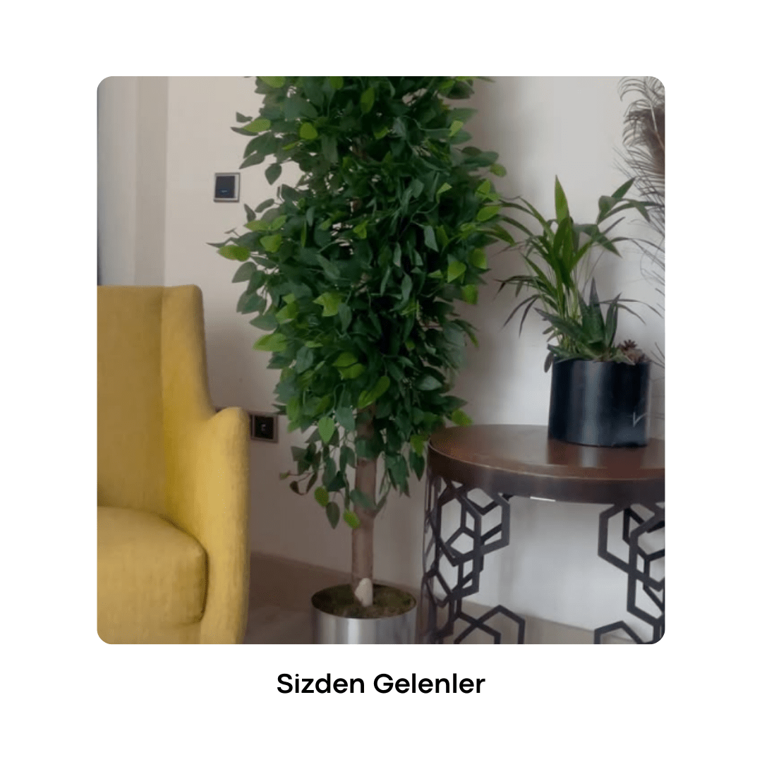 Yapay Benjamin Ağacı 200CM - MuunsDeco