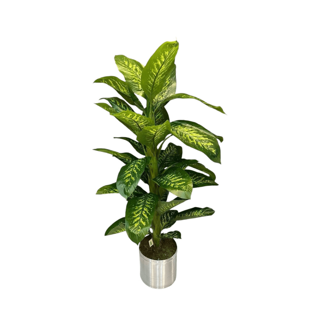 Yapay Difenbahya 160cm - MuunsDeco