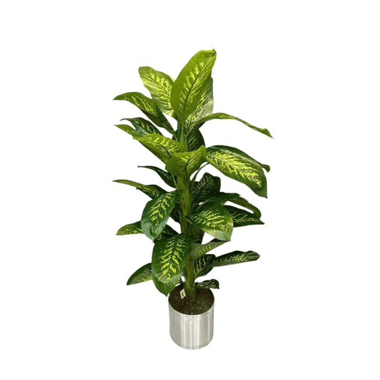 Yapay Difenbahya 160cm - MuunsDeco