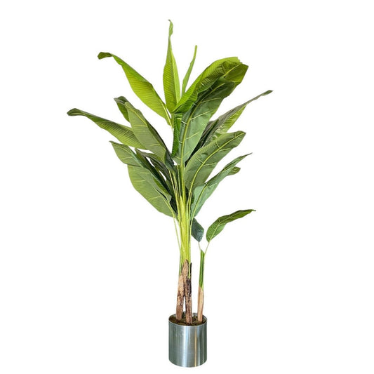Yapay Muz Ağacı 220 cm - MuunsDeco